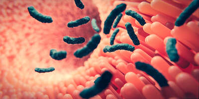 The gut is also home to bacteria that can pose a danger to the rest of the body.