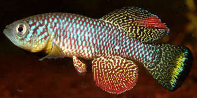 Annual killifish have an atypical embryonic development.