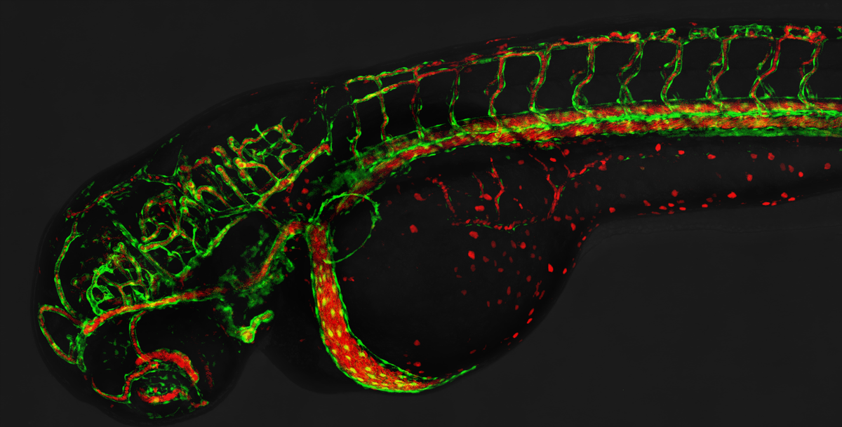 New Insights into Blood Vessel Formation