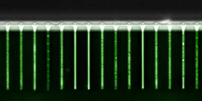 A microfluidic system for tracking green fluorescent protein (GFP) expression in single bacteria